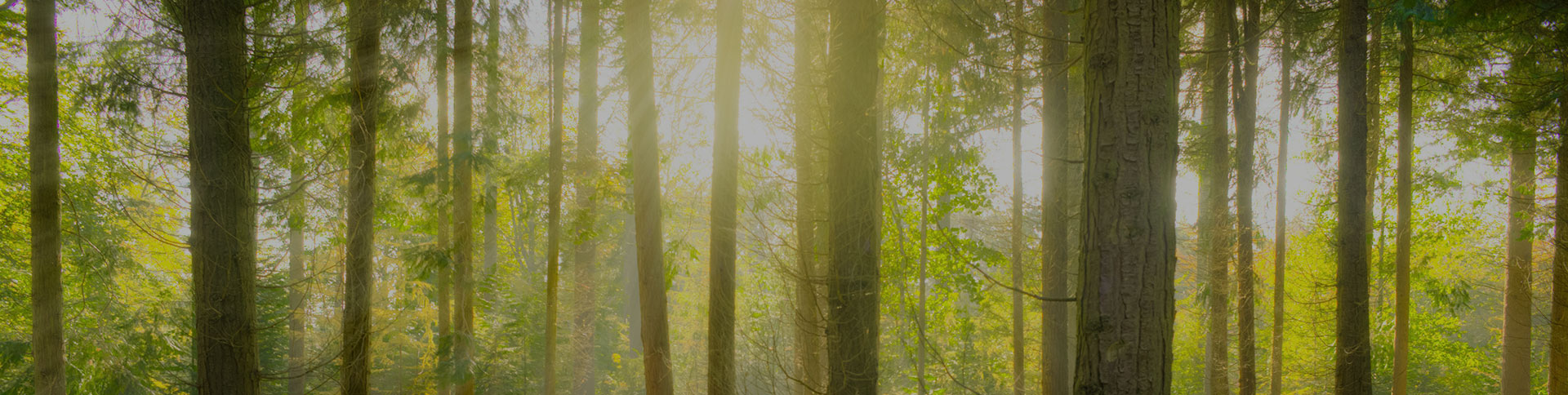 愛的天使-空氣凈化器電商平臺|一網(wǎng)天行-網(wǎng)站建設(shè)小程序APP系統(tǒng)軟件開發(fā)公司 愛的天使-空氣凈化器電商平臺|一網(wǎng)天行-網(wǎng)站建設(shè)小程序APP系統(tǒng)軟件開發(fā)公司