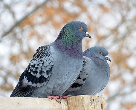 鴿天下-在線拍賣電商平臺(tái)|一網(wǎng)天行-網(wǎng)站建設(shè)小程序APP系統(tǒng)軟件開發(fā)公司 鴿天下-在線拍賣電商平臺(tái)|一網(wǎng)天行-網(wǎng)站建設(shè)小程序APP系統(tǒng)軟件開發(fā)公司